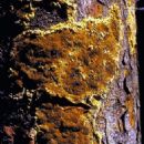 Fungi described in 1914