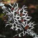Lichens described in the 20th century