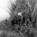 Taxa named by Carl Ludwig Blume
