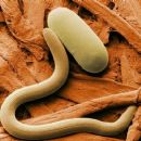 Nematodes described in the 20th century