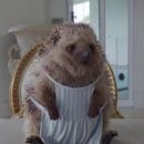 Peter Rabbit 2: The Runaway (2021) - 454 x 188