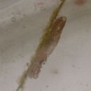 Idiosepiidae