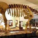 Fossils of Mongolia