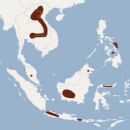 Bats of Southeast Asia