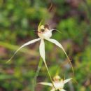 Taxa named by Andrew Phillip Brown