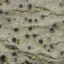 Lichens described in 1885