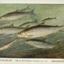 Taxa named by Alfred Schillinger