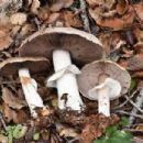 Fungi described in 1938
