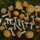 Fungi described in 1911