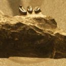Late Triassic tetrapods of Europe