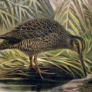 Bird sounds
