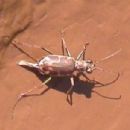 Beetles of North America
