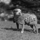 Sergeant Stubby