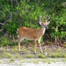 White-tailed deer