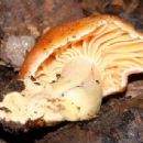 Fungi described in 1999