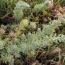 Suaeda taxifolia