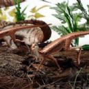 Triassic tetrapods of South America