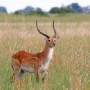 Lechwe
