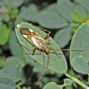 Hemiptera of North America