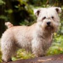 Glen of Imaal Terrier