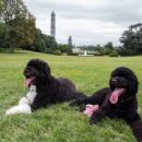 United States presidential pets