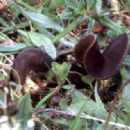 Taxa named by Giacomo Bresadola