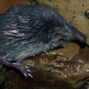 Biota of Andorra