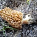 Fungi described in 1996