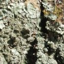 Taxa named by Arne Thell