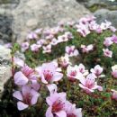 Biota of Europe
