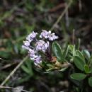 Taxa named by Edward Lee Greene