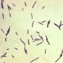 Bacteria described in 1937