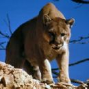 Cougar