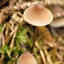 Fungi described in 1920