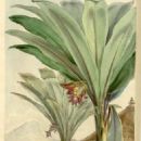Taxa named by Friedrich Welwitsch