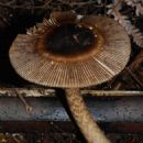 Fungi described in 1991