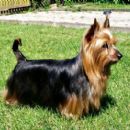Australian Silky Terrier