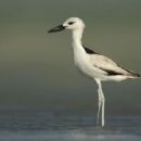 Birds described in 1805