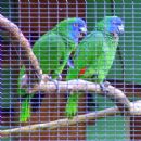 Endemic birds of Dominica