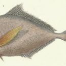 Brama australis