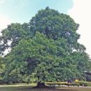 Gilwell Oak