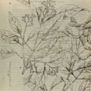 Taxa named by Henry Fletcher Hance