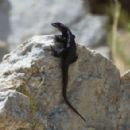 Taxa named by Fernando Lobo