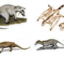 Taxa named by Frances Mussett