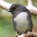 Taxa named by Anders Sparrman