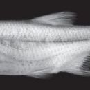 Taxa named by Brian W. Coad