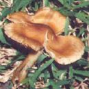 Fungi described in 1968