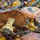 Taxa named by Egon Horak
