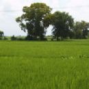 Sacred groves of India