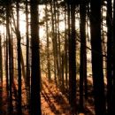 Forests and woodlands of Suffolk